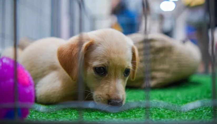 Secretaria de Bem-Estar Animal promove feirinha de adoção de animais em Maringá