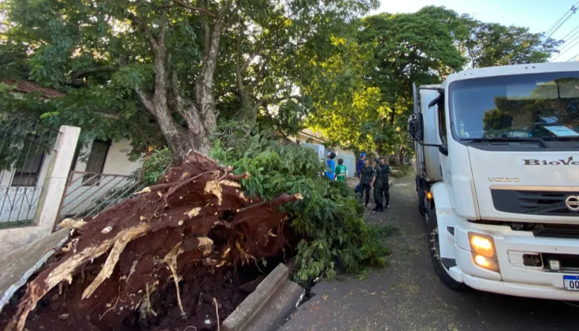 Tempestade derrubou mais de 300 árvores e 72 postes foram danificados em Maringá