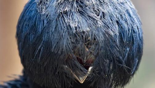 Veja as fotos finalistas do concurso “Comédia na Vida Selvagem” 2025 