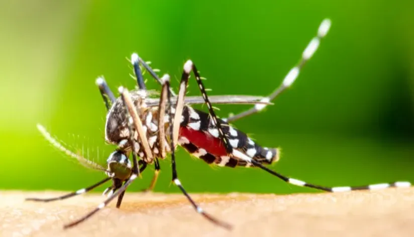 Boletim da dengue confirma mais três óbitos na 15ª Regional de Saúde de Maringá Boletim da dengue confirma mais três óbitos na 15ª Regional de Saúde de Maringá
