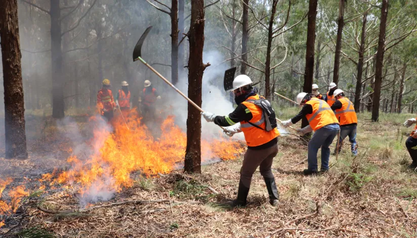 Voluntários podem se inscrever para curso de brigadista florestal