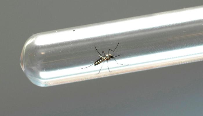 Ações de enfrentamento da dengue são intensificadas no Paraná