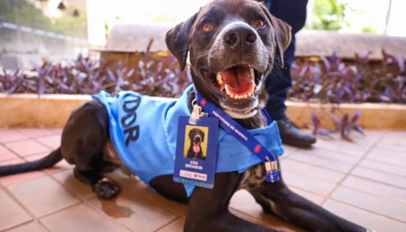 Projeto ‘Cão Servidor’ usa pets resgatados para trabalho de apoio emocional