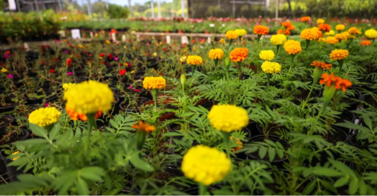 ‘Festa das Flores’ no Viveiro do Jardim Piatã é prorrogada