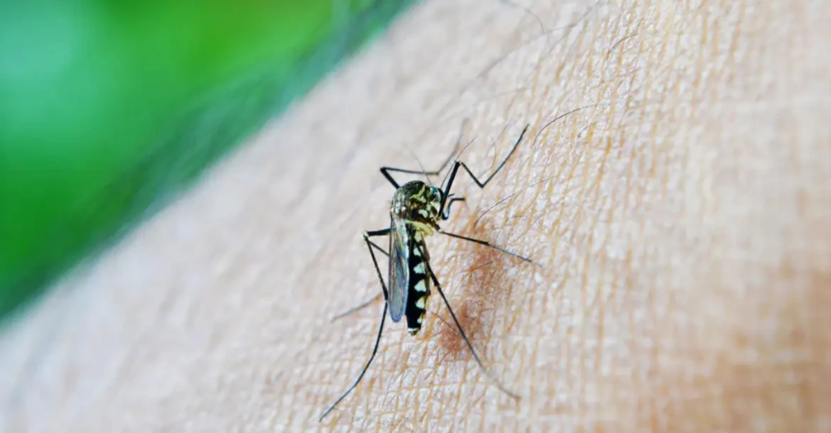 2º Lira de 2026 aponta redução de 95% nos casos de dengue em Maringá