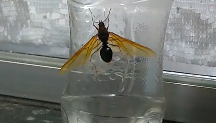 VIDEO: Maringaenses encontram "formigas gigantes" e inseto vira destaque nas redes sociais