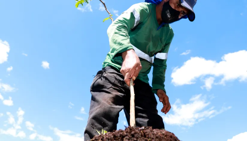 Com o projeto Pomar Urbano, Maringá terá árvores frutíferas em terrenos vazios