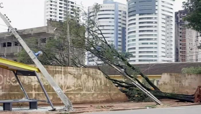 Temporal com ventos de até 72 km/h derruba 42 árvores em Maringá