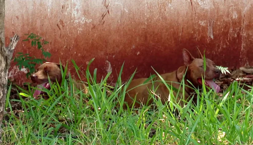Homem de 79 anos é atacado por dois pitbulls em residência de Maringá