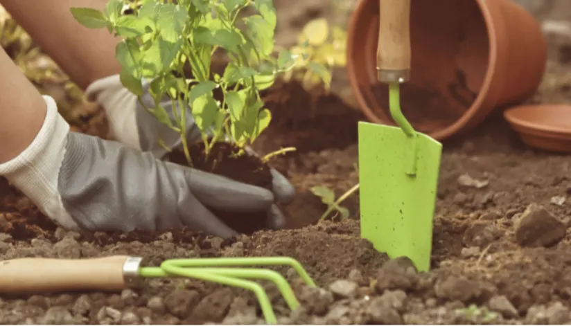 Prefeitura de Paiçandu oferece cursos gratuitos de jardinagem e motoniveladora