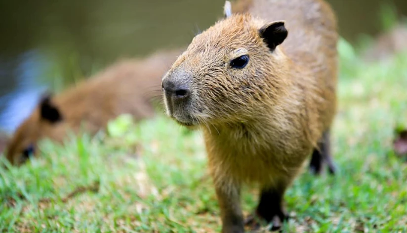 Filhotes de capivara nascem no Parque do Ingá; veja fotos