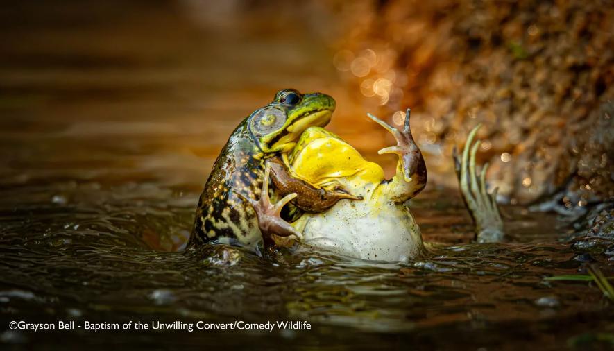 Veja as fotos finalistas do concurso “Comédia na Vida Selvagem” 2025 
