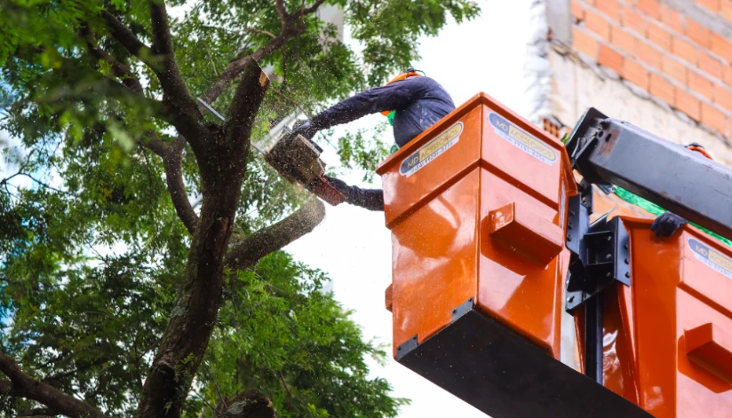 Saiba como contratar as empresas credenciadas para serviços de arborização em Maringá
