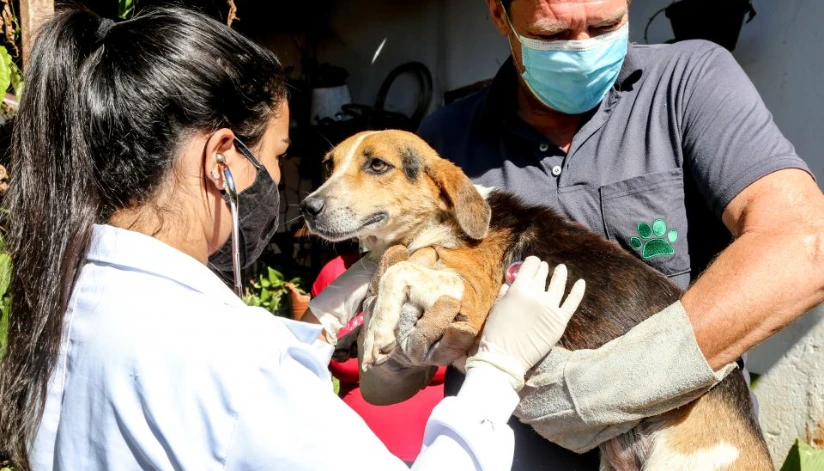 Prefeitura de Maringá anuncia novo telefone para emergências com animais