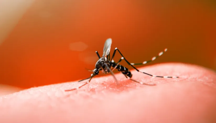 Número de casos de dengue no Paraná tem aumento de 47% em apenas uma semana