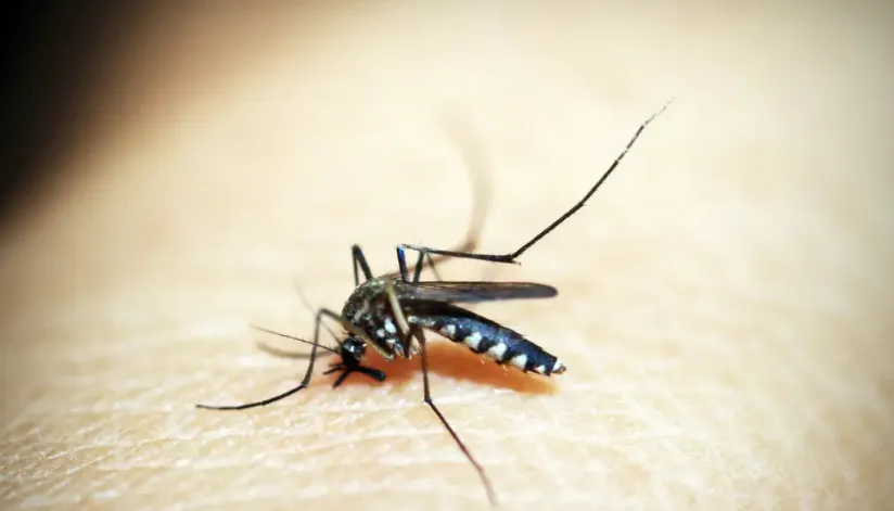 Dengue é mais letal em crianças de até 5 anos, mostra pesquisa