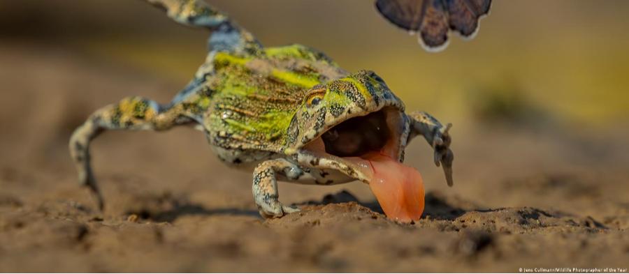Confira algumas das melhores imagens da natureza e da vida selvagem de 2026 
