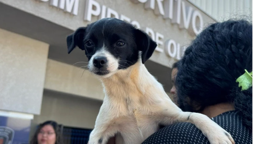 Inscrições para o programa CastraPet são prorrogadas em Maringá