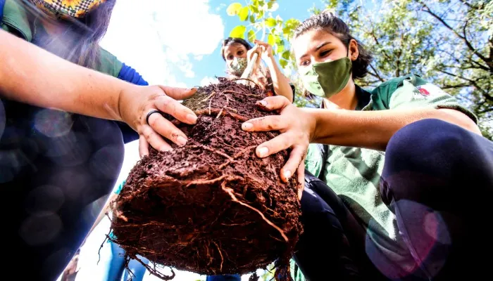 Em comemoração ao Dia da Árvore, prefeitura de Maringá planta 300 mudas