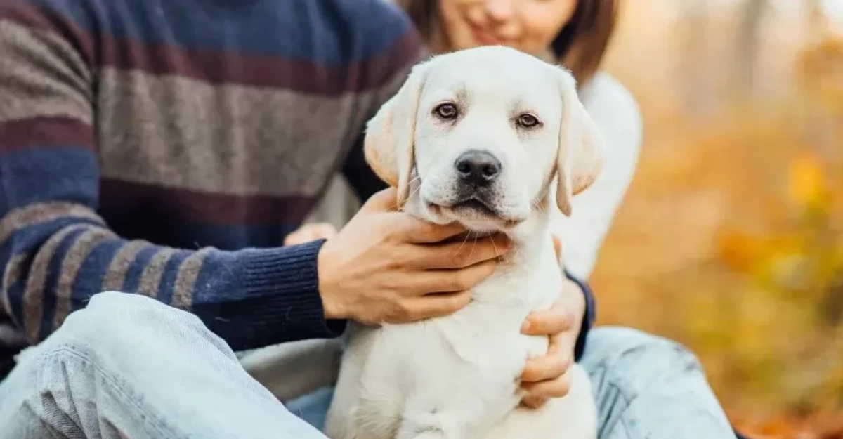 Senado aprova guarda compartilhada de animais de estimação; entenda