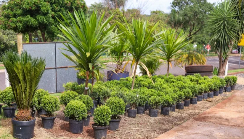 Com itens a partir de R$ 2, ‘Festa das Flores’ segue até domingo (12)