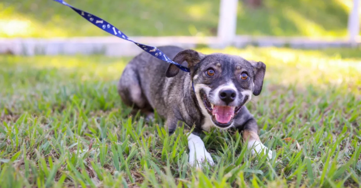 Secretaria de Bem-Estar Animal promove feira de adoção de cães adultos em Maringá