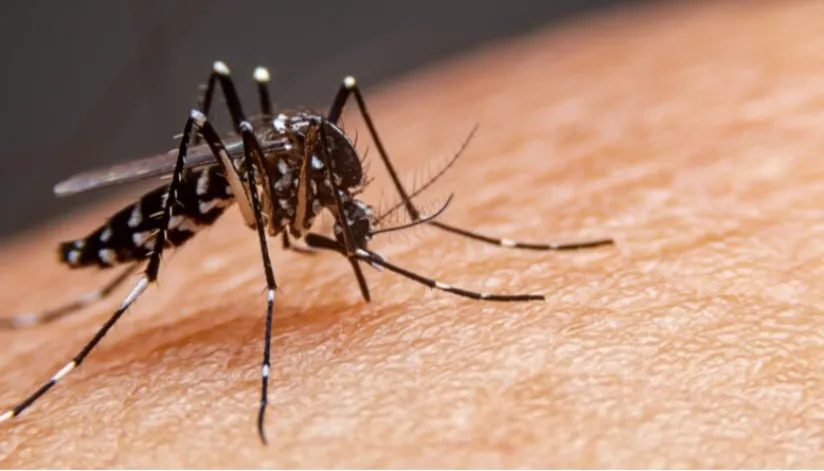 Dengue: 17 mil casos foram registrados na última semana, maior número deste período epidemiológico