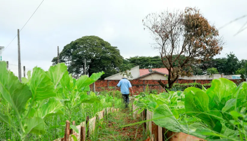 Maringá tem nova horta comunitária localizada no Jardim São Clemente