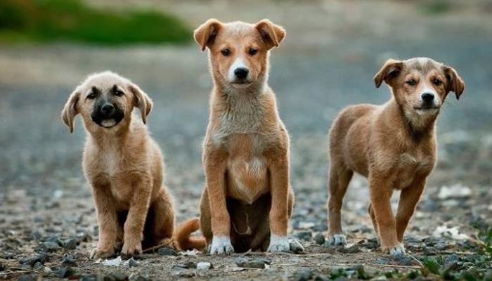 Casos de abandono de animais tendem a aumentar no final do ano
