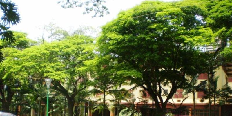 Acadêmicos da USP conhecem arborização de Maringá