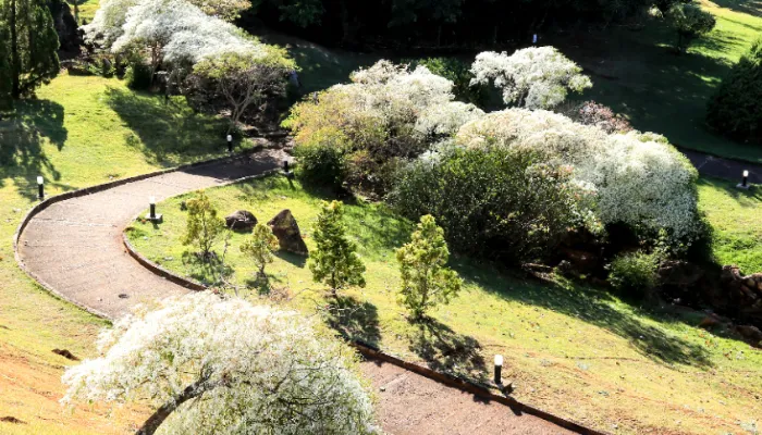 Arbusto 'Neve da Montanha' é atração do Parque do Japão
