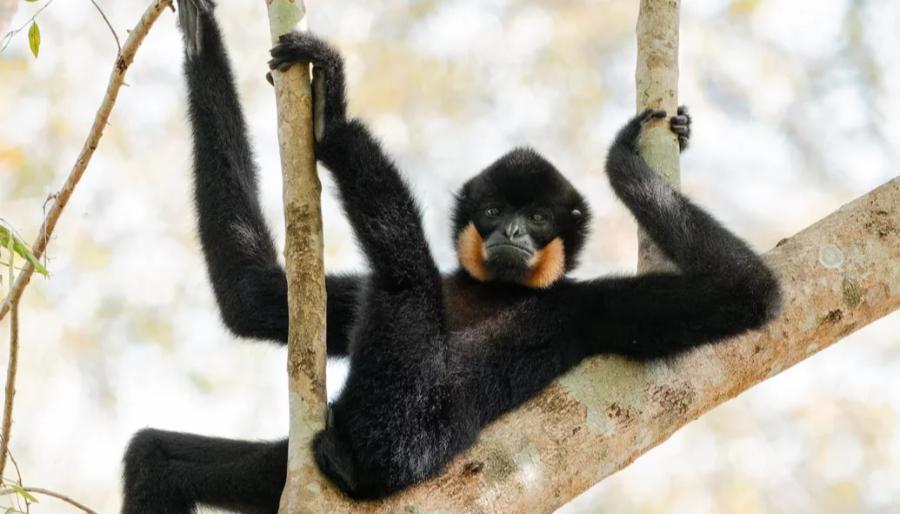 Veja as fotos finalistas do concurso “Comédia na Vida Selvagem” 2025 
