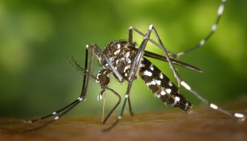 Mais 215 casos de dengue são confirmados na Regional de Saúde de Maringá