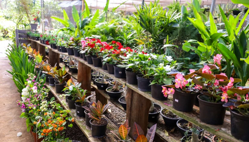 Plantas com preços a partir de R$ 2 estarão à venda no Viveiro do Jardim Piatã neste final de semana
