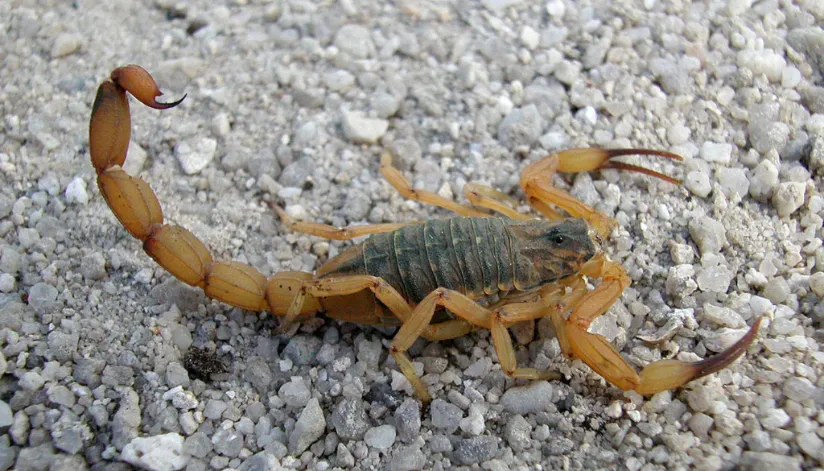 A foto mostra um escorpião em cima de um chão com pedras.