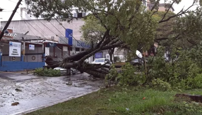 Foto de uma grande árvore caída no meio de uma rua de Maringá.