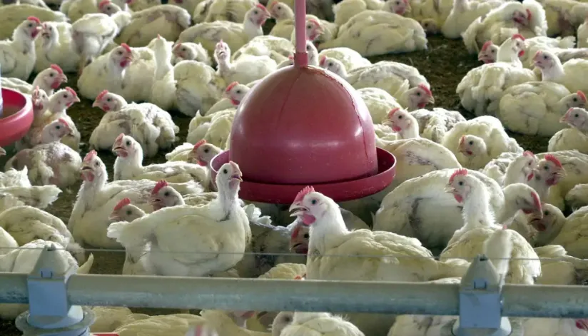 Gripe aviária: entenda a doença que afeta aves de abate no Brasil Gripe aviária: entenda a doença que afeta aves de abate no Brasil