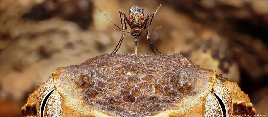 Confira algumas das melhores imagens da natureza e da vida selvagem de 2026 