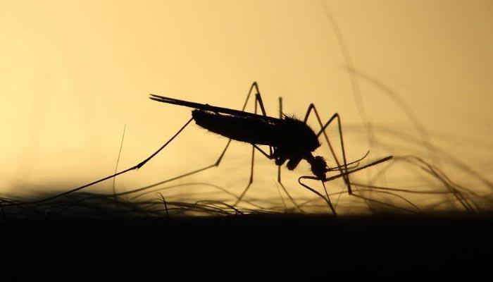 Repelente inovador contra Aedes aegypti é desenvolvido por cientistas da UFPR Repelente inovador contra Aedes aegypti é desenvolvido por cientistas da UFPR