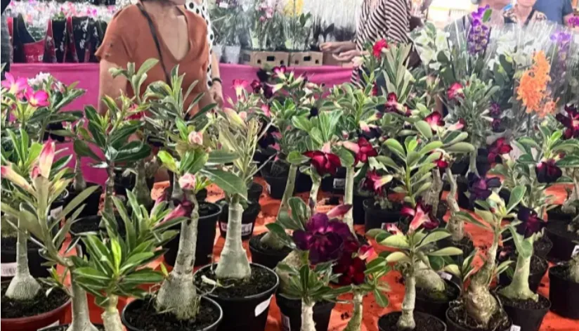 Expoflor 2024 começa em Maringá nesta quinta (29), com plantas a partir de R$ 3