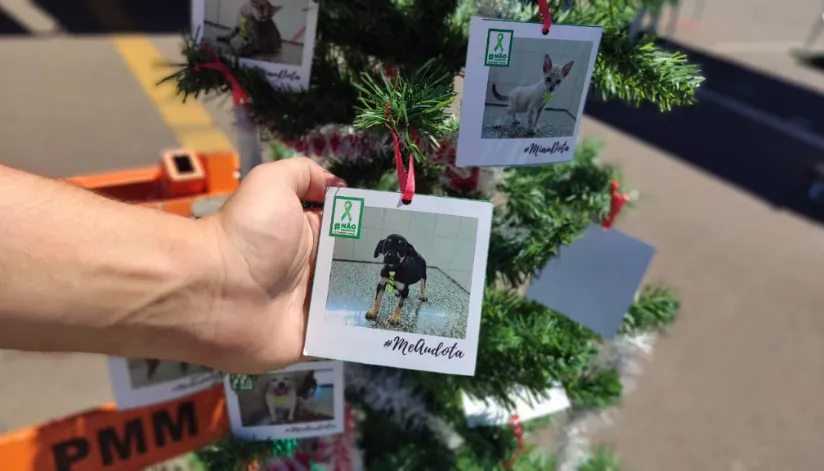 Campanha Dezembro Verde promove conscientização sobre maus tratos e adoção de animais