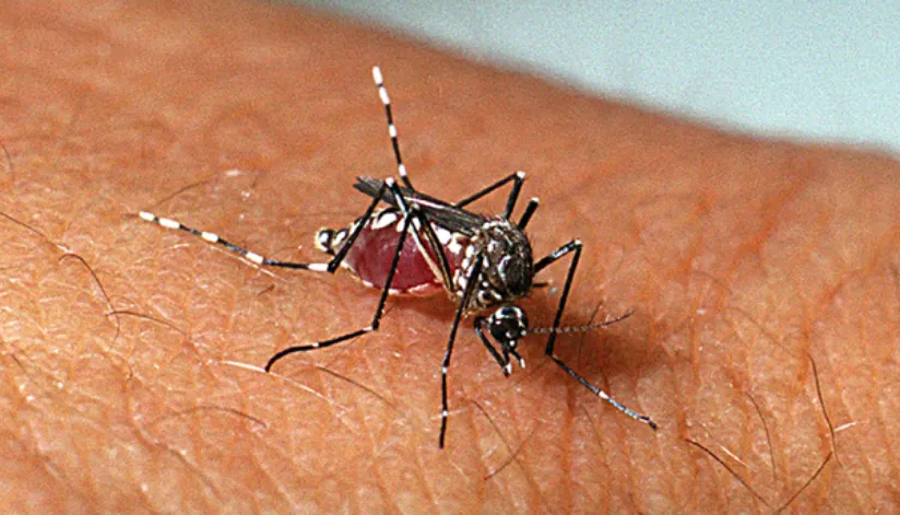 Maringá tem 321 casos confirmados de dengue, mostra boletim da Sesa