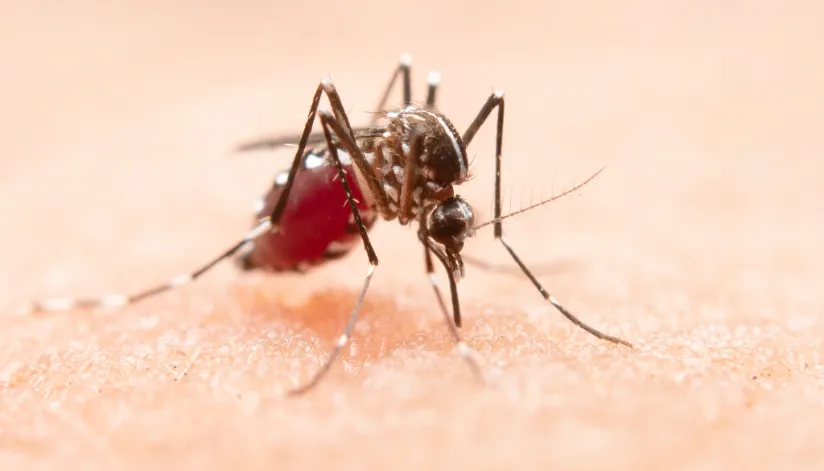 15ª Regional de Saúde registra mais 548 casos de dengue em boletim semanal da Sesa