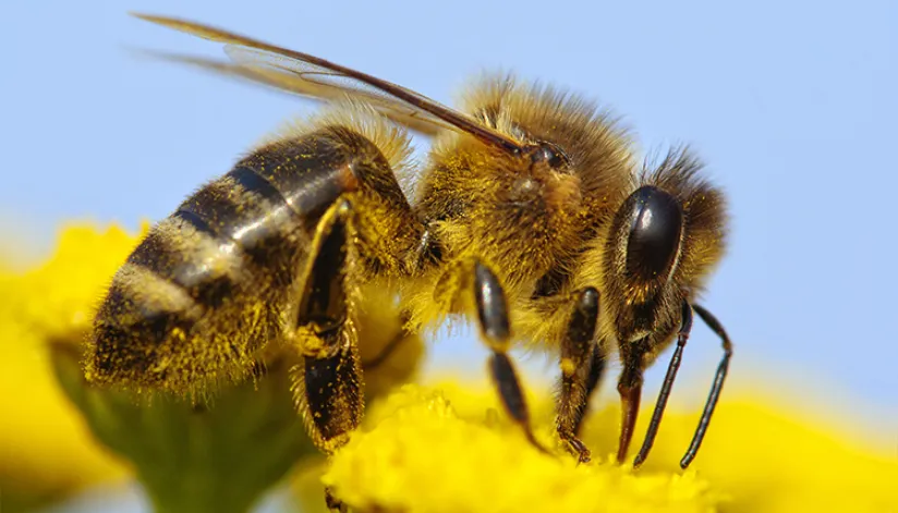 Nova espécie de abelha é descoberta no Paraná