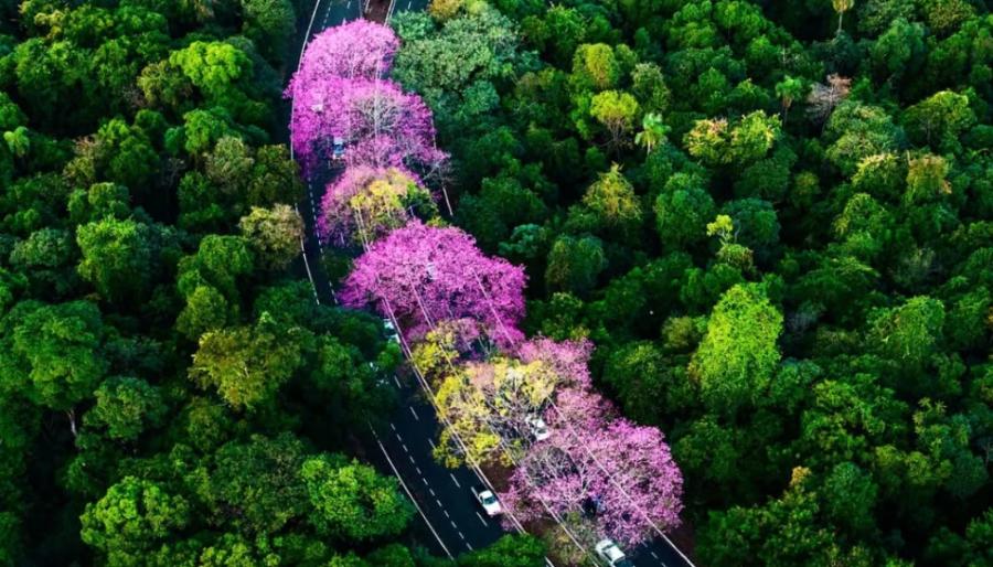 Florada dos ipês transforma as ruas de Maringá em espetáculo de cores 
