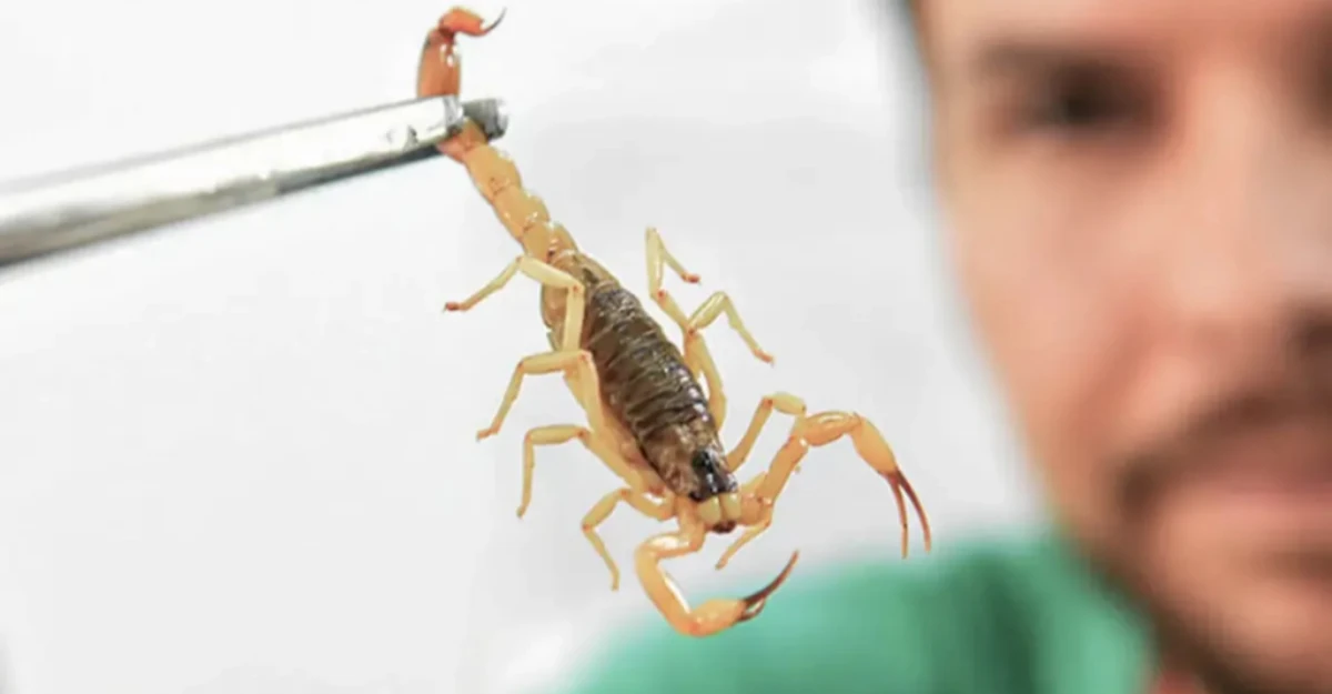Picada de escorpião pode ser muito mais grave em crianças, alerta especialista