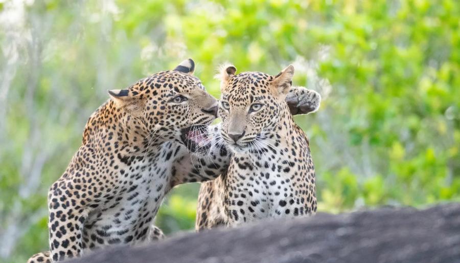 Veja as fotos finalistas do concurso “Comédia na Vida Selvagem” 2025 