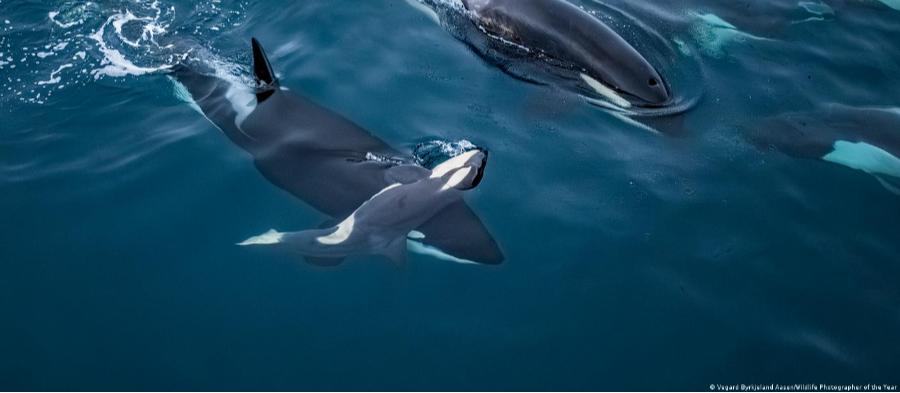 Confira algumas das melhores imagens da natureza e da vida selvagem de 2026 