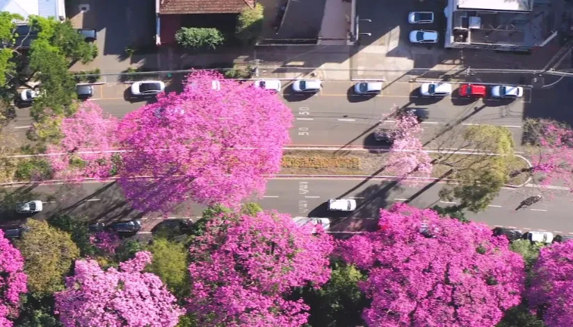 Inverno marca florada dos ipês de Maringá