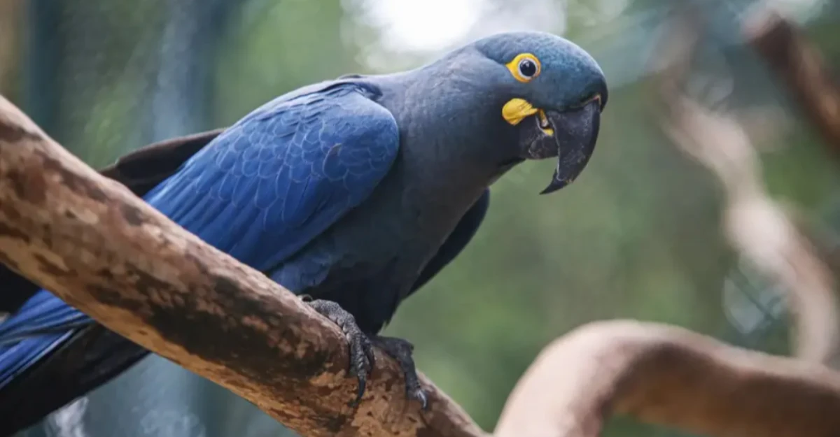 Lista de fauna ameaçada tem 30 novas espécies catalogadas no Brasil; confira